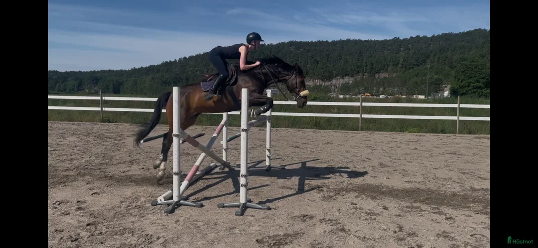 Hoppning hästar till salu: Perfekt childrenhäst - Annons 4