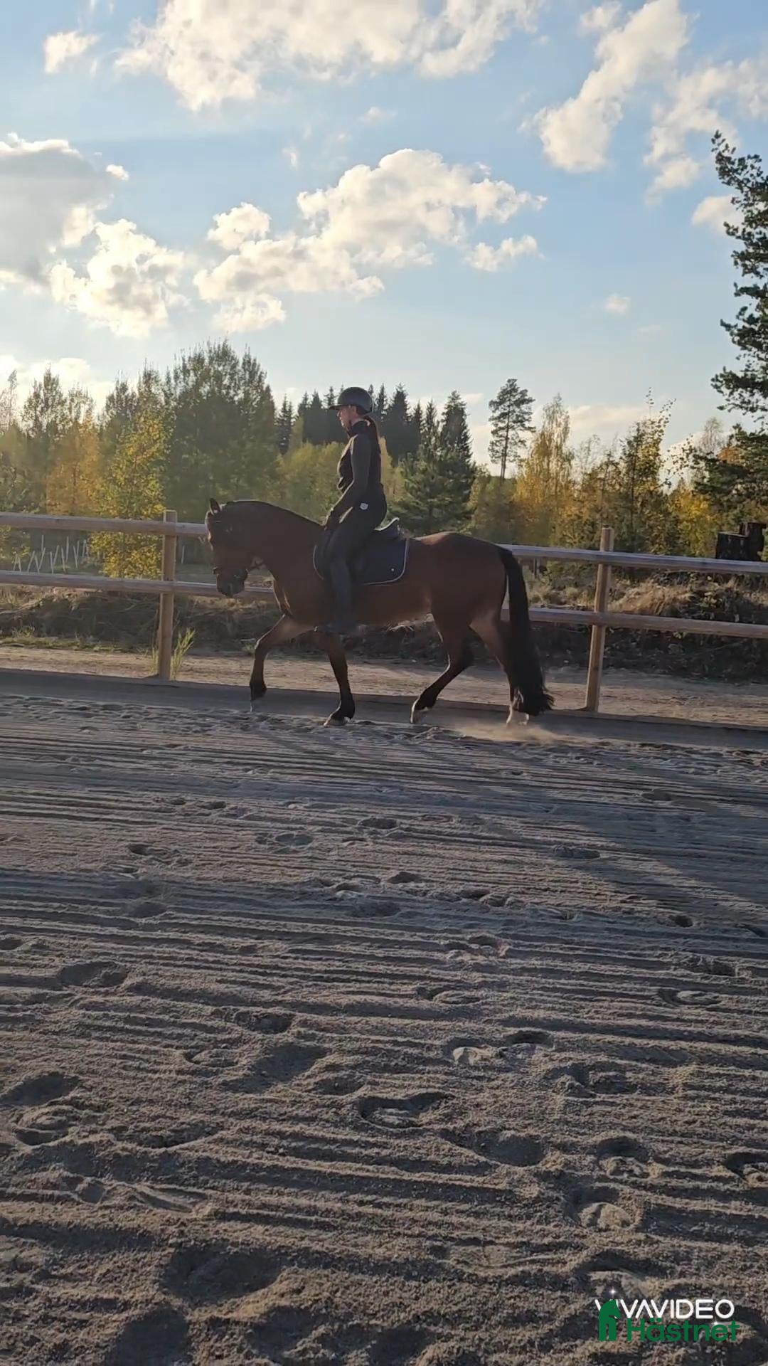  hästar Rolig kompis  - Annons 2