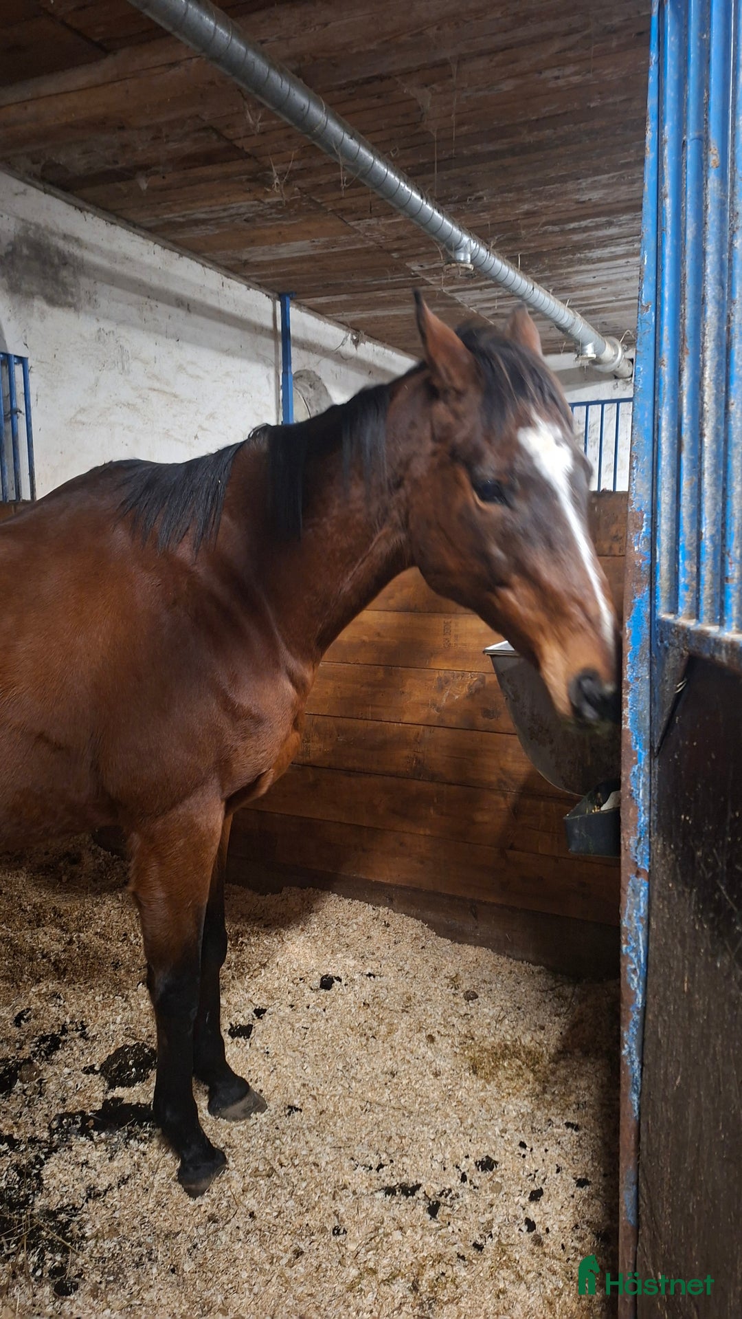 Allround hästar till salu: Fint sto med stor personlighet  i Väröbacka - Annons 1