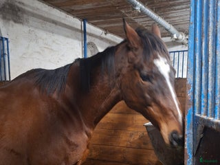 hästar Fint sto med stor personlighet i Väröbacka - Annons 18