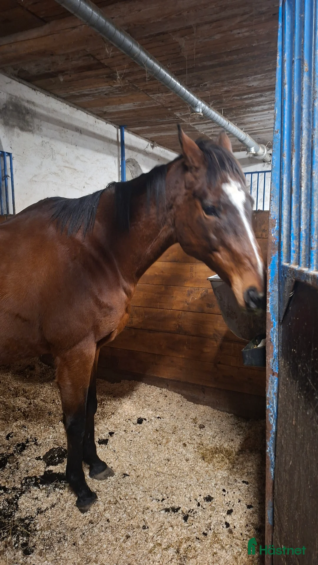 Allround hästar till salu: Fint sto med stor personlighet  - Annons 1