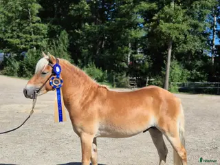 hästar Okomplicerad 3åring! - Annons 2