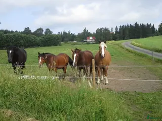 foderhäst Sommarhästar uthyres - Annons 5