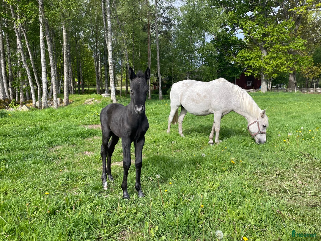 Allround hästar till salu: Hingstföl med utstrålning och potential  i Emmaboda - Bild 5