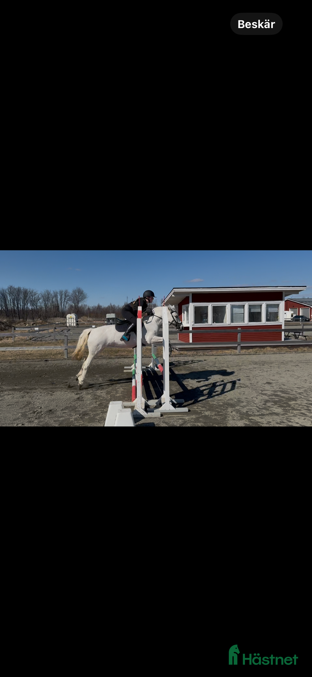 Allround hästar till salu: En bästa kompis  i Sangis - Annons 6