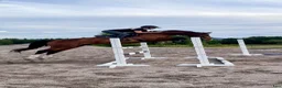 Hoppning hästar till salu: Trevlig 7 åring säljes  - Annons 5