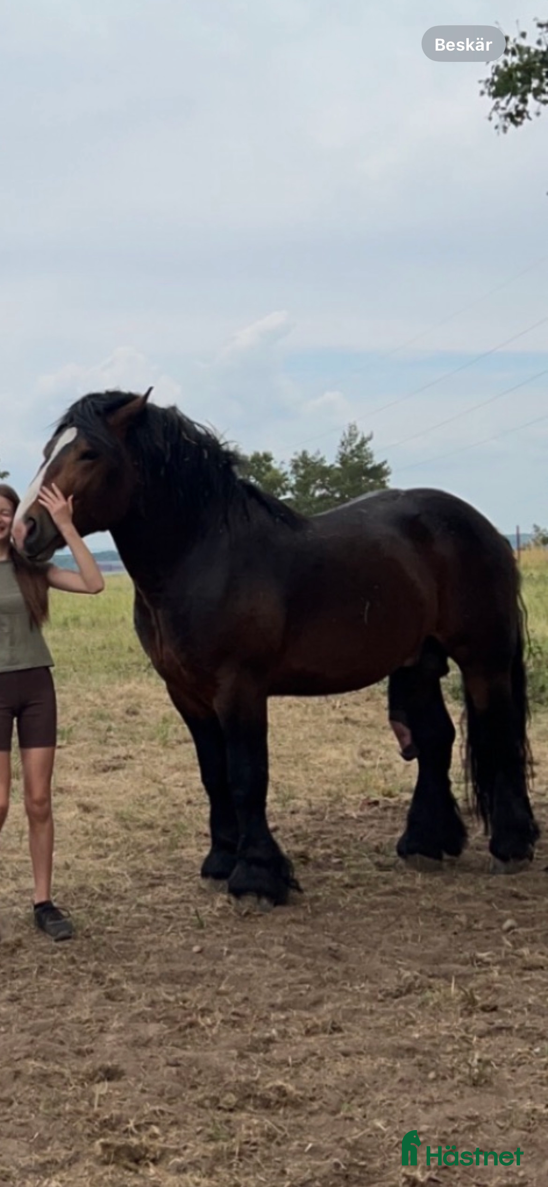 Allround hästar till salu: Två vackra hästar i Eldsberga - Annons 3
