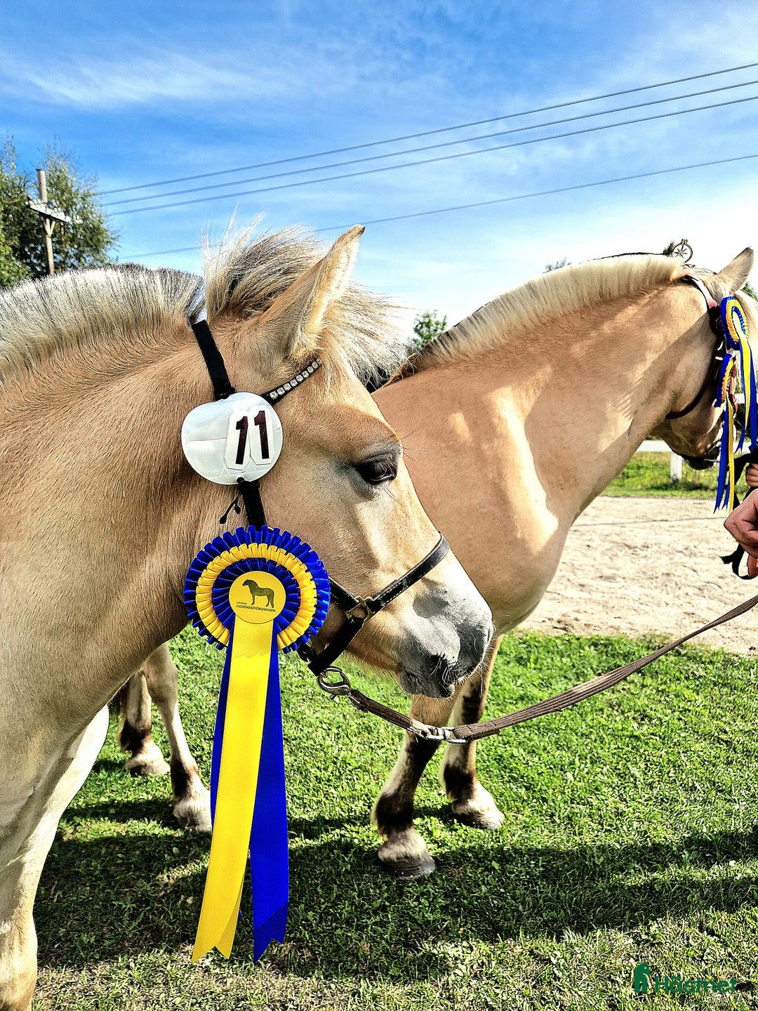 Allround hästar till salu: Rastypisk hingstunge i Bruzaholm - Annons 3