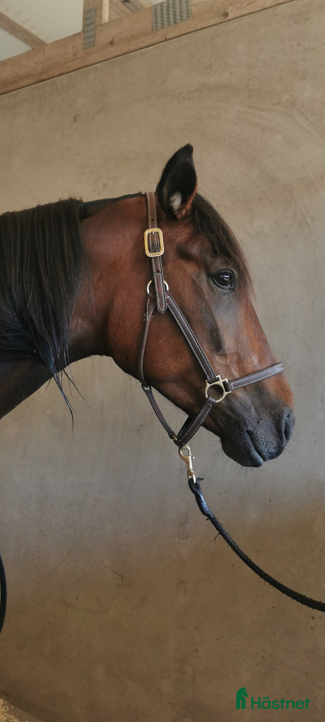 Trav hästar till salu: Snällt varmblodssto i Våxtorp - Annons 3