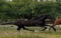 Dressyr hästar till salu: Vacker svart 1 årig hingst med härlig utstrålning  i Hallaröd - Bild 3