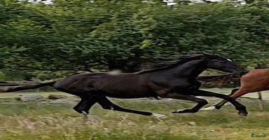  hästar i Hallaröd - Annons 9