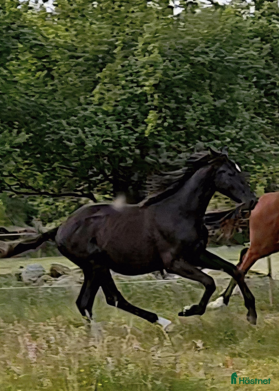 Dressyr hästar till salu: Vacker svart 1 årig hingst med härlig utstrålning  i Hallaröd - Bild 3