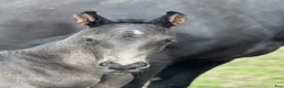 Dressyr hästar till salu: En mycket stark och meriterad mödernelinje - Annons 2