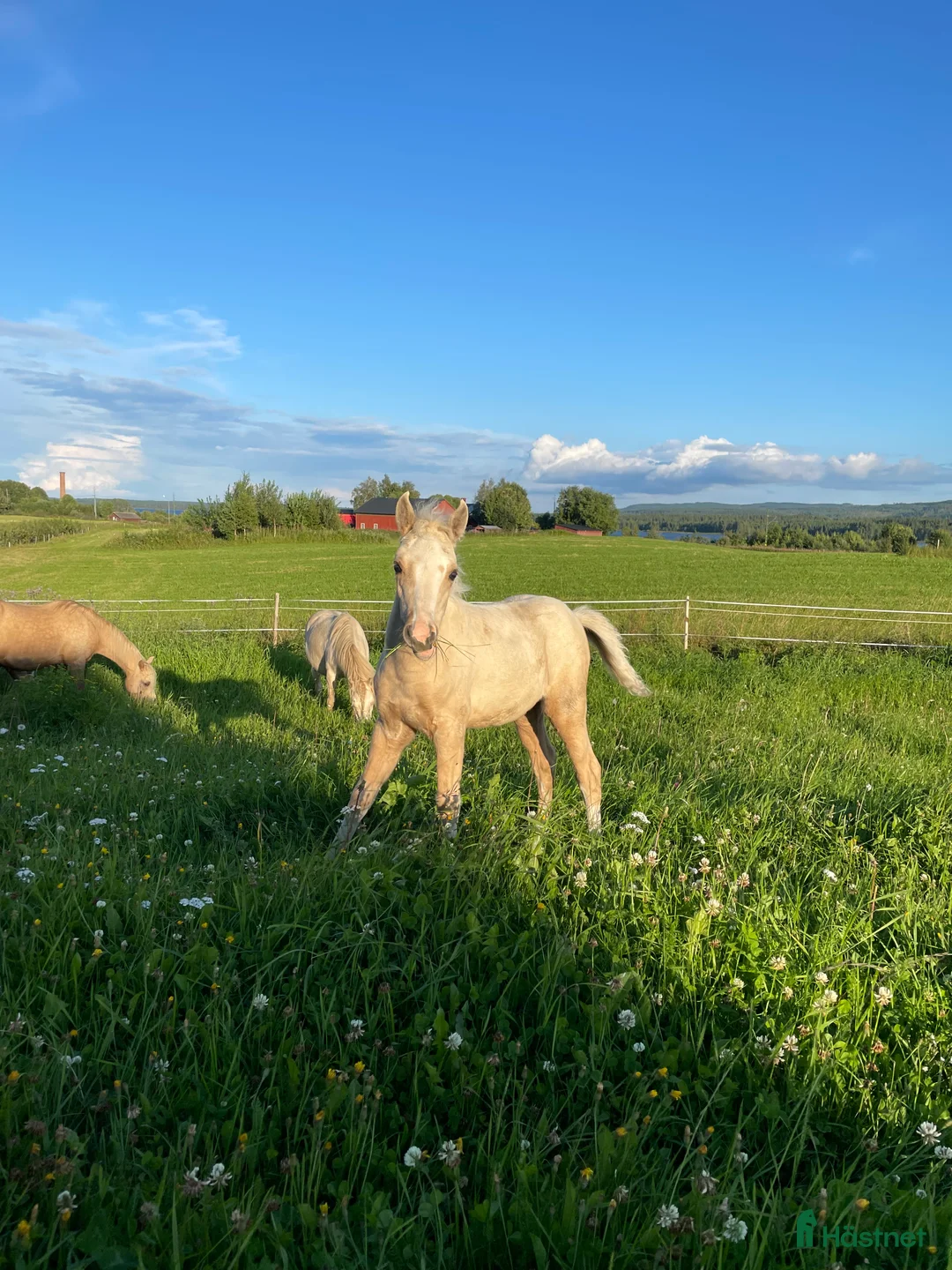 Allround hästar till salu: Vems drömponny? i Mörsil - Annons 7