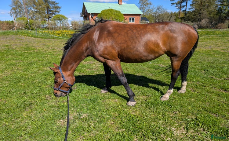  hästar i Tavelsjö - Annons 11