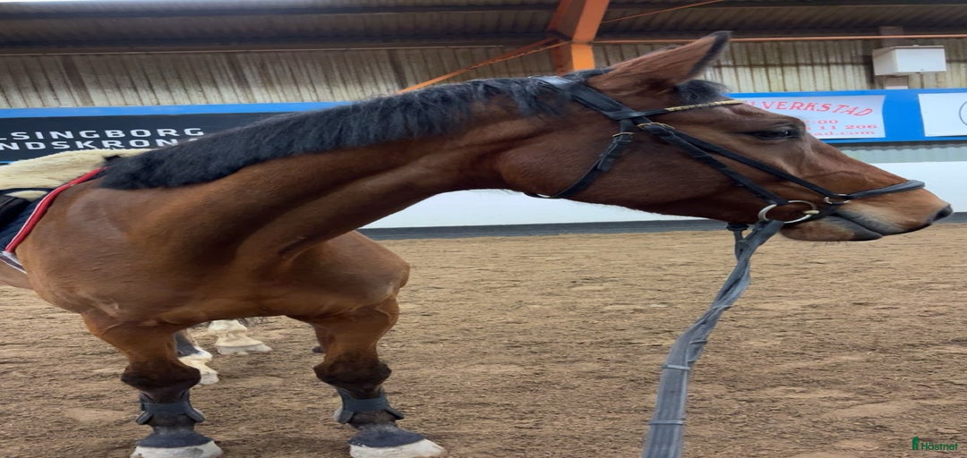 Galleribild {{count}}