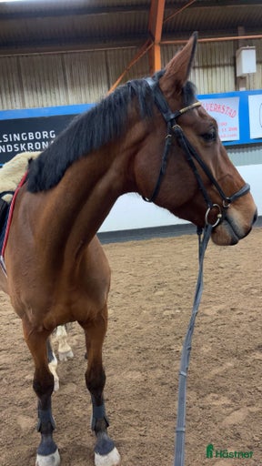 Galleribild {{count}}