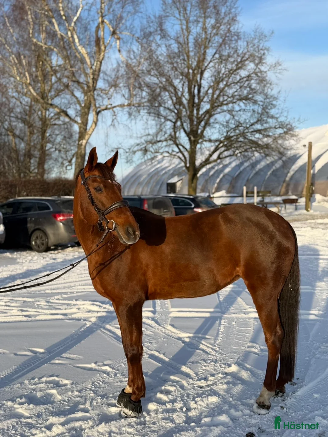 Hoppning hästar till salu: Hoppglad ponny - Annons 2