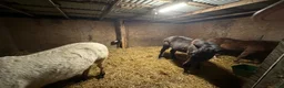  stallplats finnes: Lösdrift till 2st 1-åringar - Annons 2