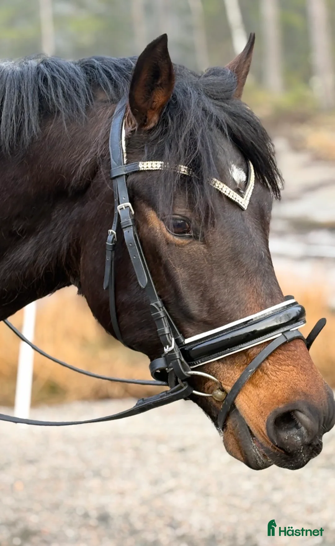 Allround hästar till salu: Mor dotter häst - Annons 2