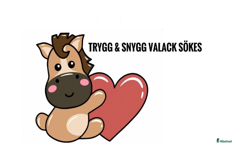  hästar i Stenungsund - Annons 3