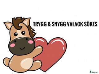 hästar Söker Du ett sånt där toppenhem till Din häst?! i Stenungsund - Annons 4