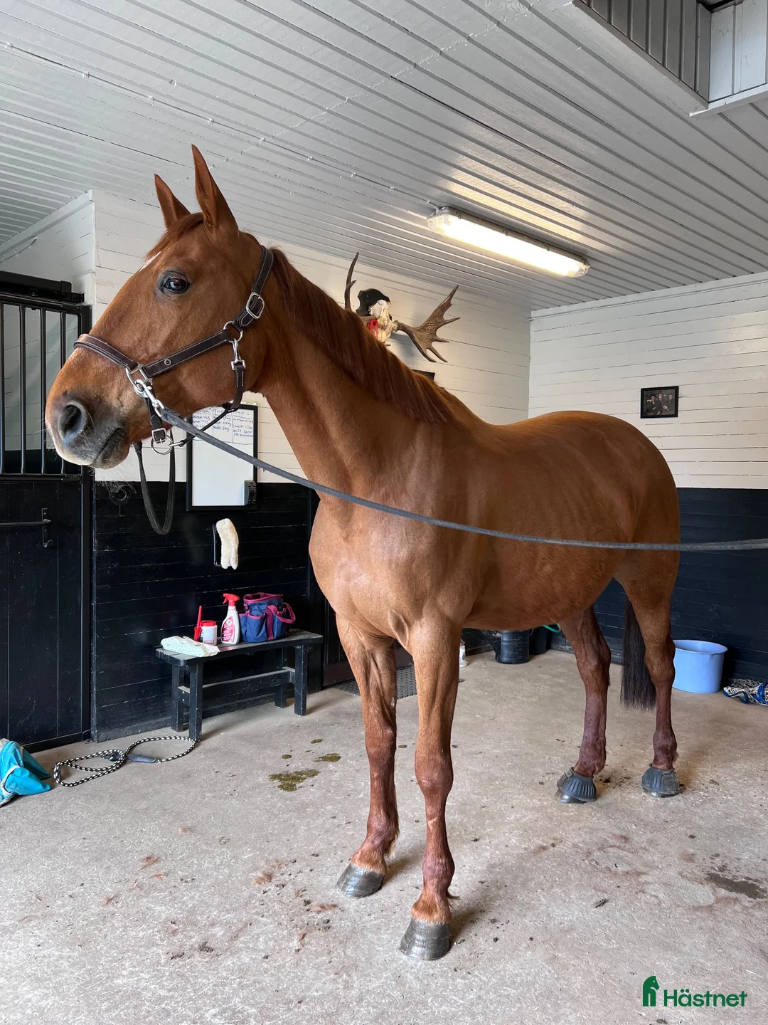 Hoppning hästar till salu: Staro ”Frillan” Handsfree - Annons 1
