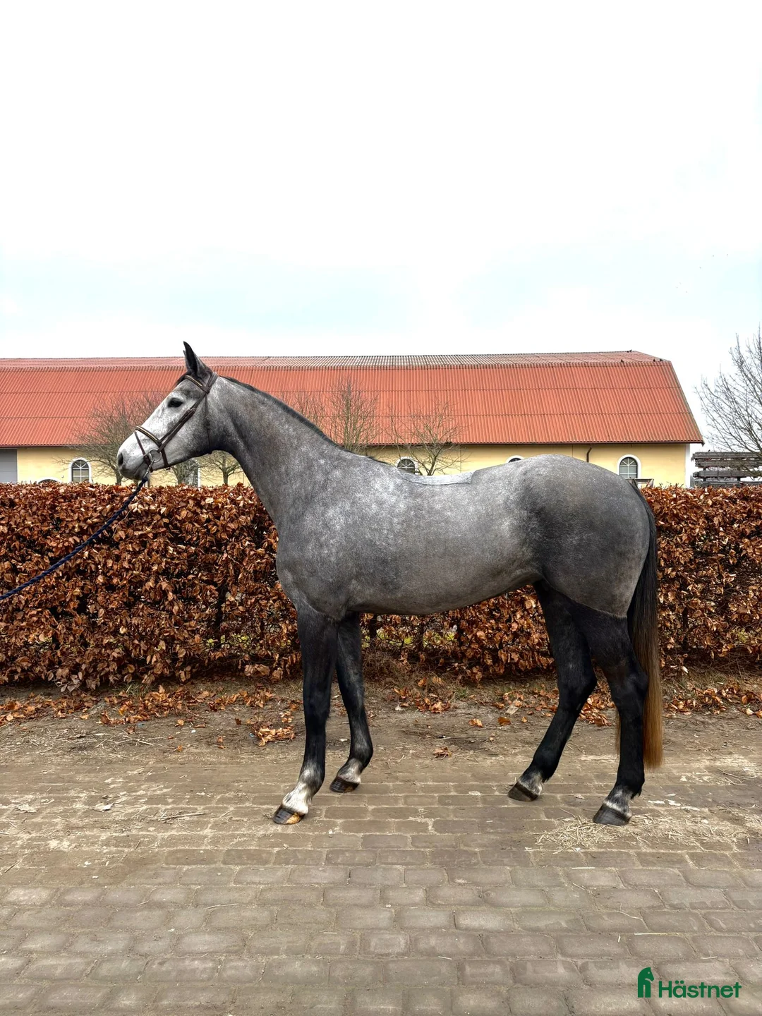 Hoppning hästar till salu: Hoppsto med framtidsutsikt och otroligt sinnelag - Annons 1