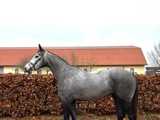 Hoppning hästar till salu: Hoppsto med framtidsutsikt och otroligt sinnelag - Annons 1