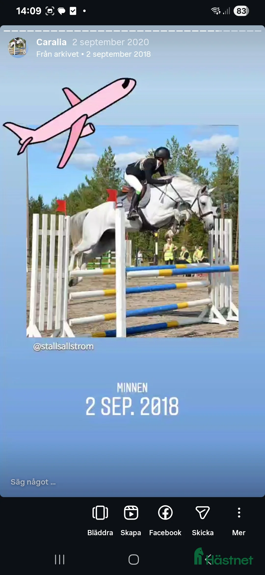 Hoppning hästar till salu: Välstammat Avelssto i Umeå - Annons 2