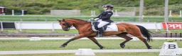 Dressyr hästar till salu: Fei pony for sale i Metsäkulma - Annons 3