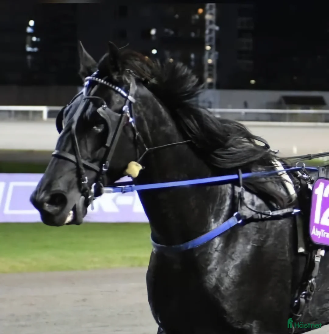  medryttarhäst finnes: Medryttare/pysslare/kusk sökes borås i Borås - Annons 3