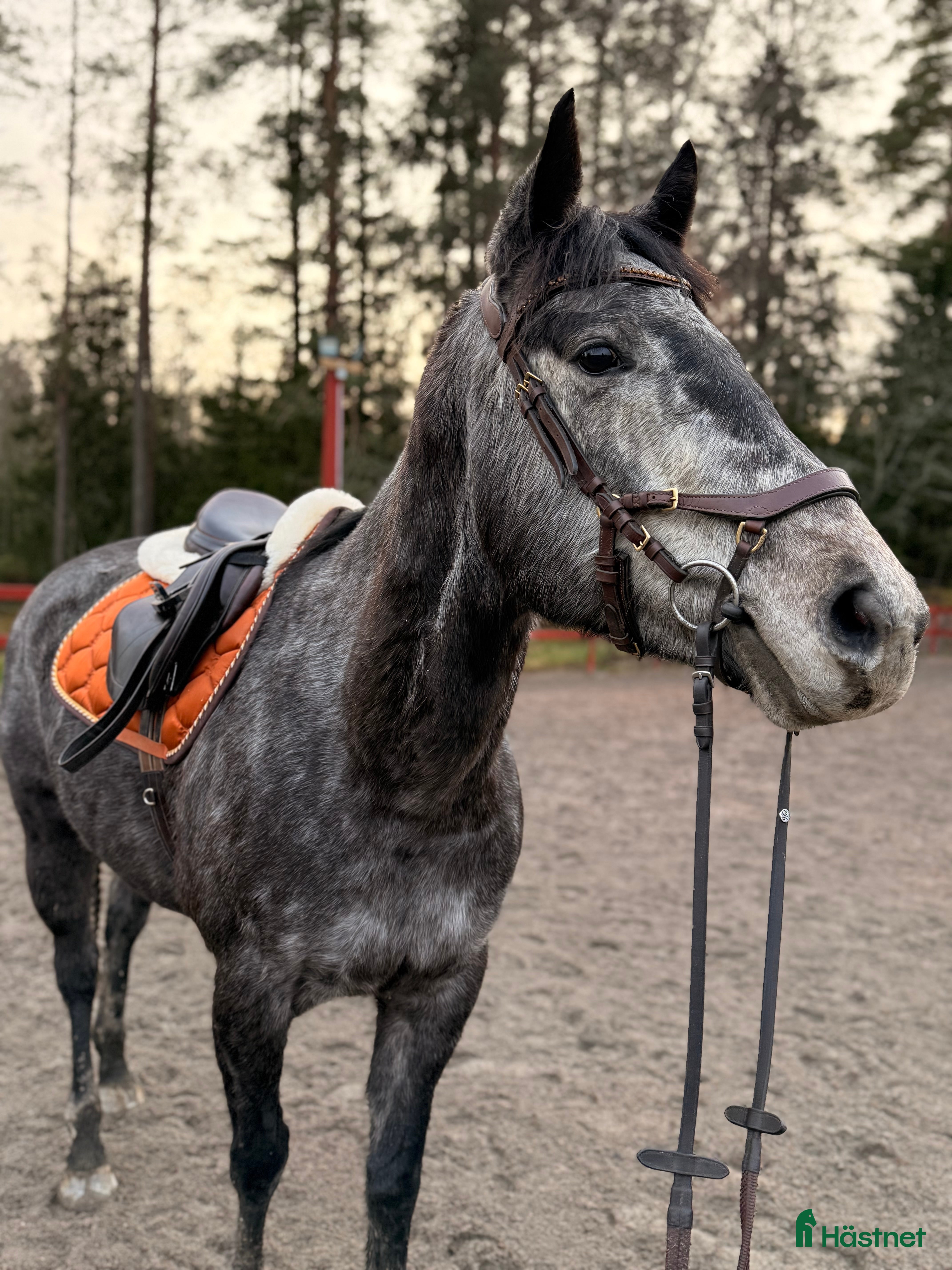  medryttarhäst finnes: Seriös och ansvarsfull medryttare sökes i Björnlunda - Annons 23
