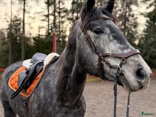 medryttarhäst finnes: Seriös och ansvarsfull medryttare sökes i Björnlunda - Annons 18