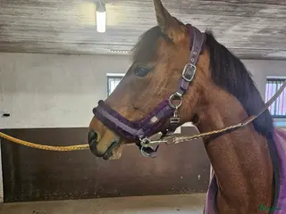 hästar Lyxig hopp/dressyr/terräng ponny *Uppdaterad* - Annons 5