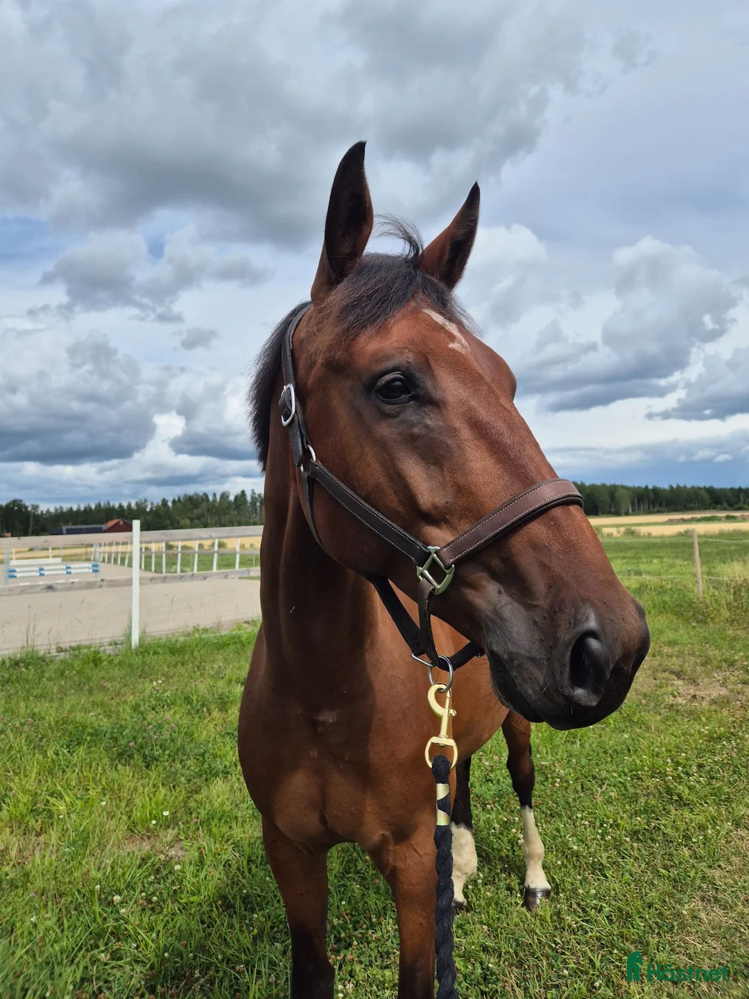 Hoppning hästar till salu: Underbar hopphäst med kapacitet - Annons 2