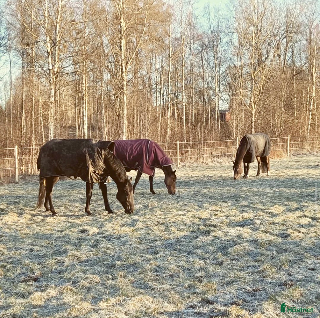  foderhäst finnes: Promenadridning/sällskap  - Annons 4