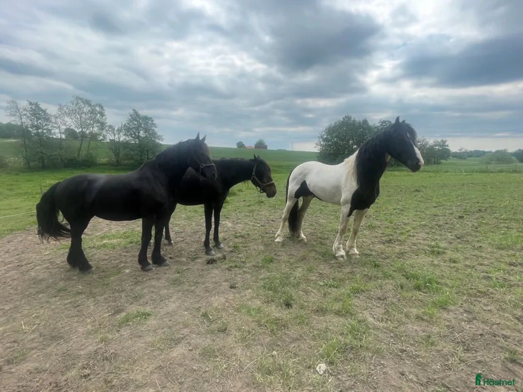 Dressyr hästar till salu: Godkänd hingst - Annons 2