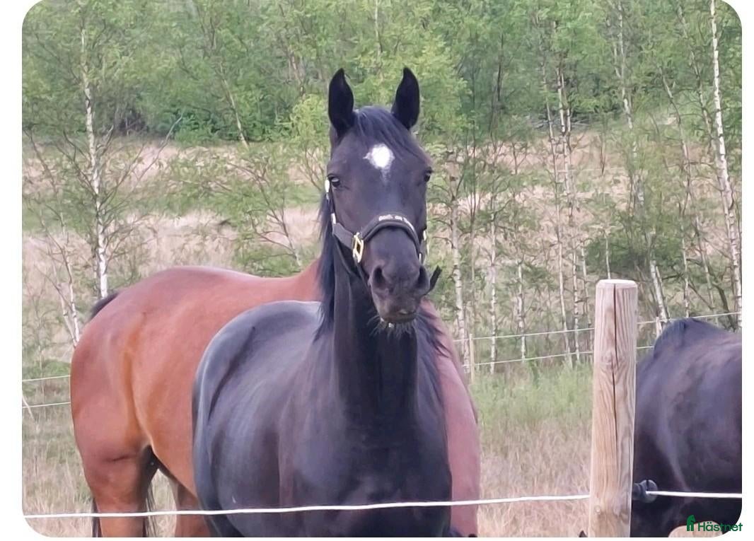  hästar Trevlig 3-årig halvblodsvalack - Annons 1