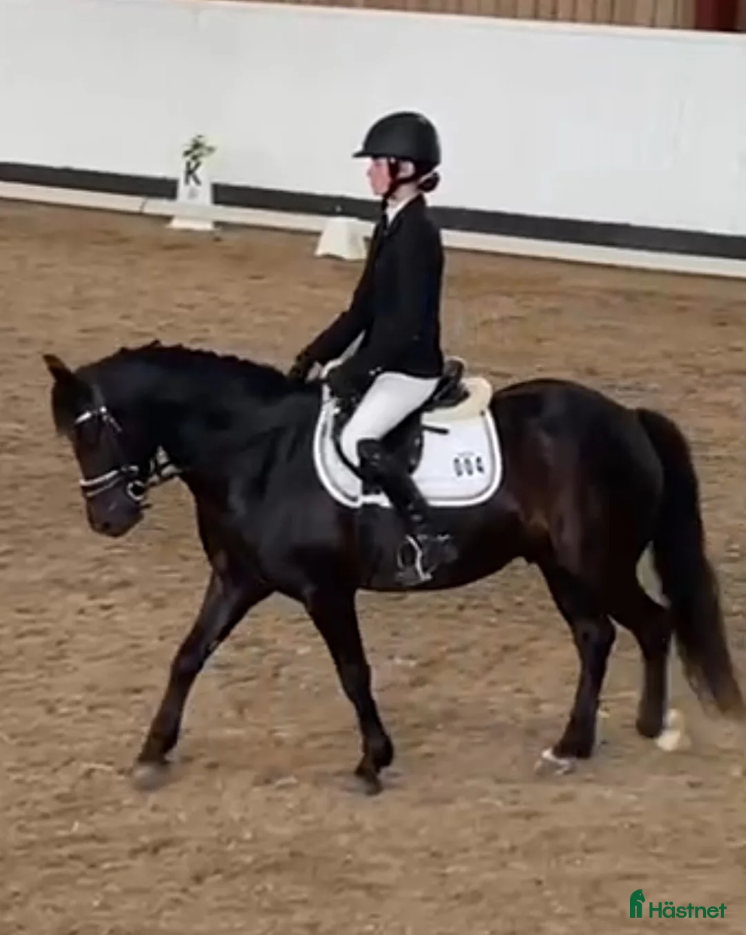 Hoppning hästar till salu: Ponny med härlig personlighet söker ny bästa vän i Malmö - Annons 13