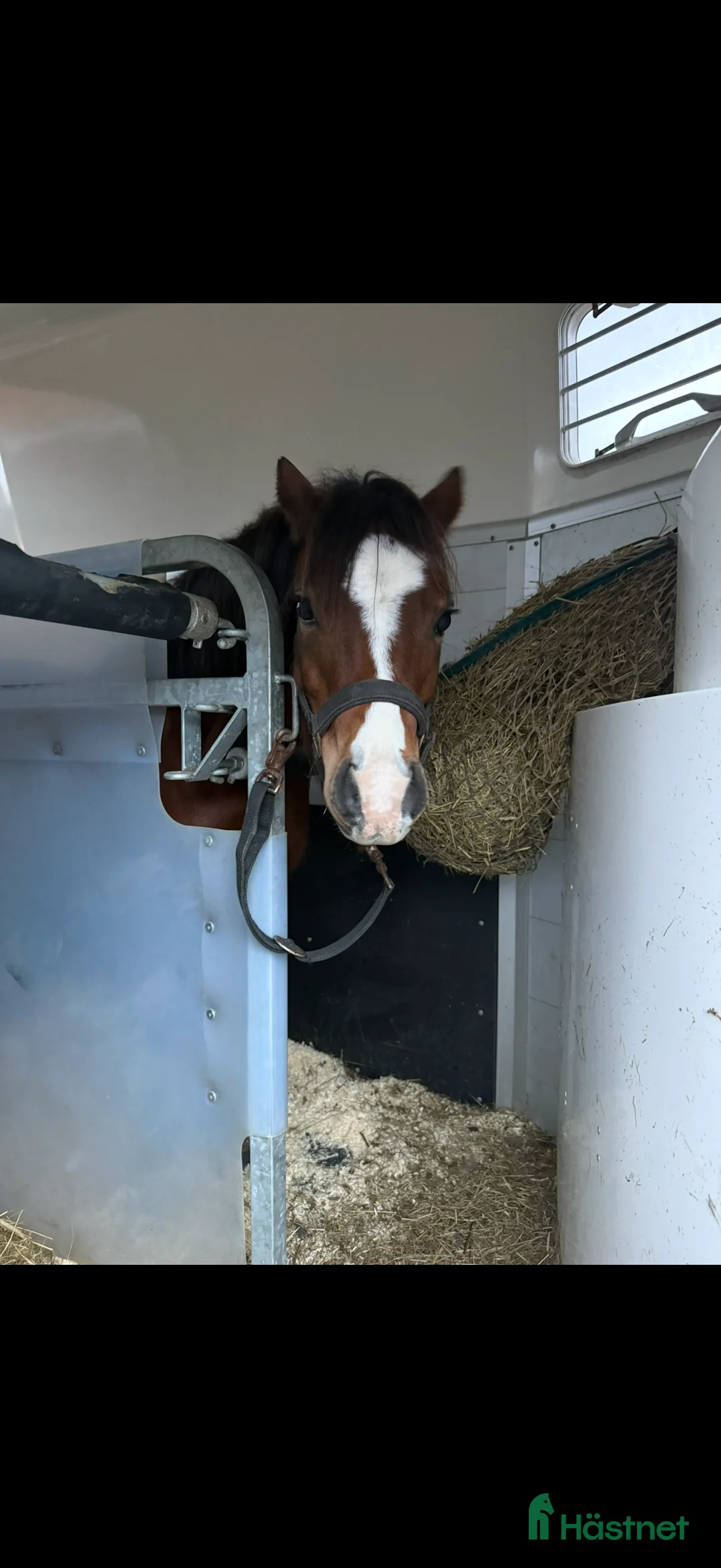 Allround hästar till salu: Supergulligt B ponny sto!  - Annons 2