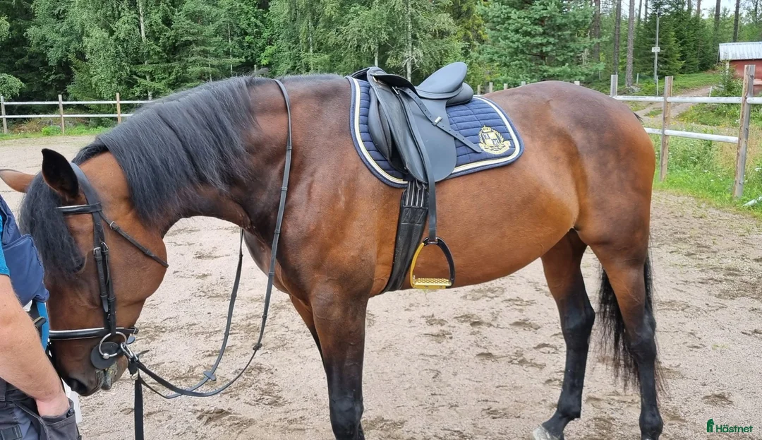Övrigt hästar till salu: Snällt sto - Annons 2