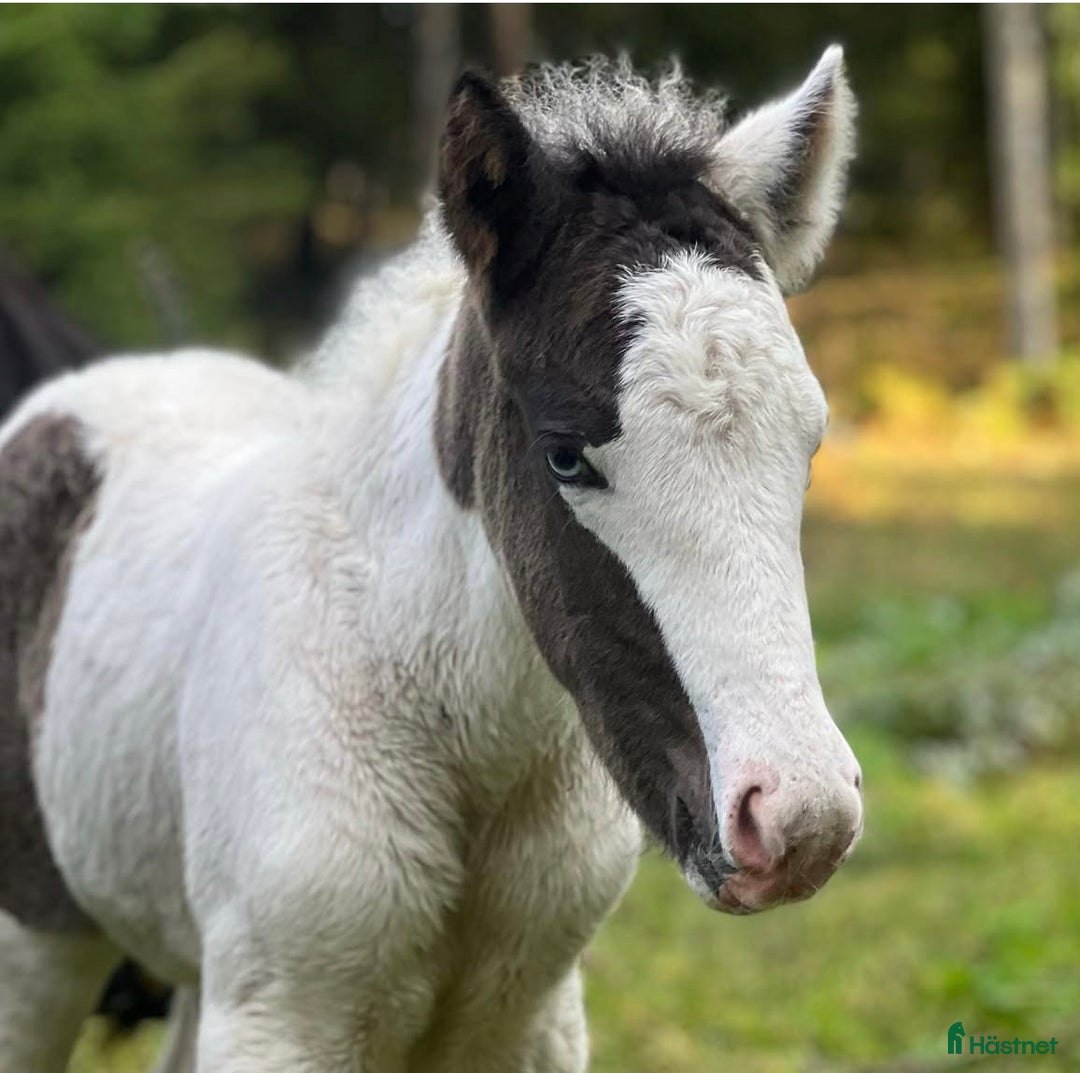 Island hästar till salu: Flera fina islandshästar  i Järna - Annons 5