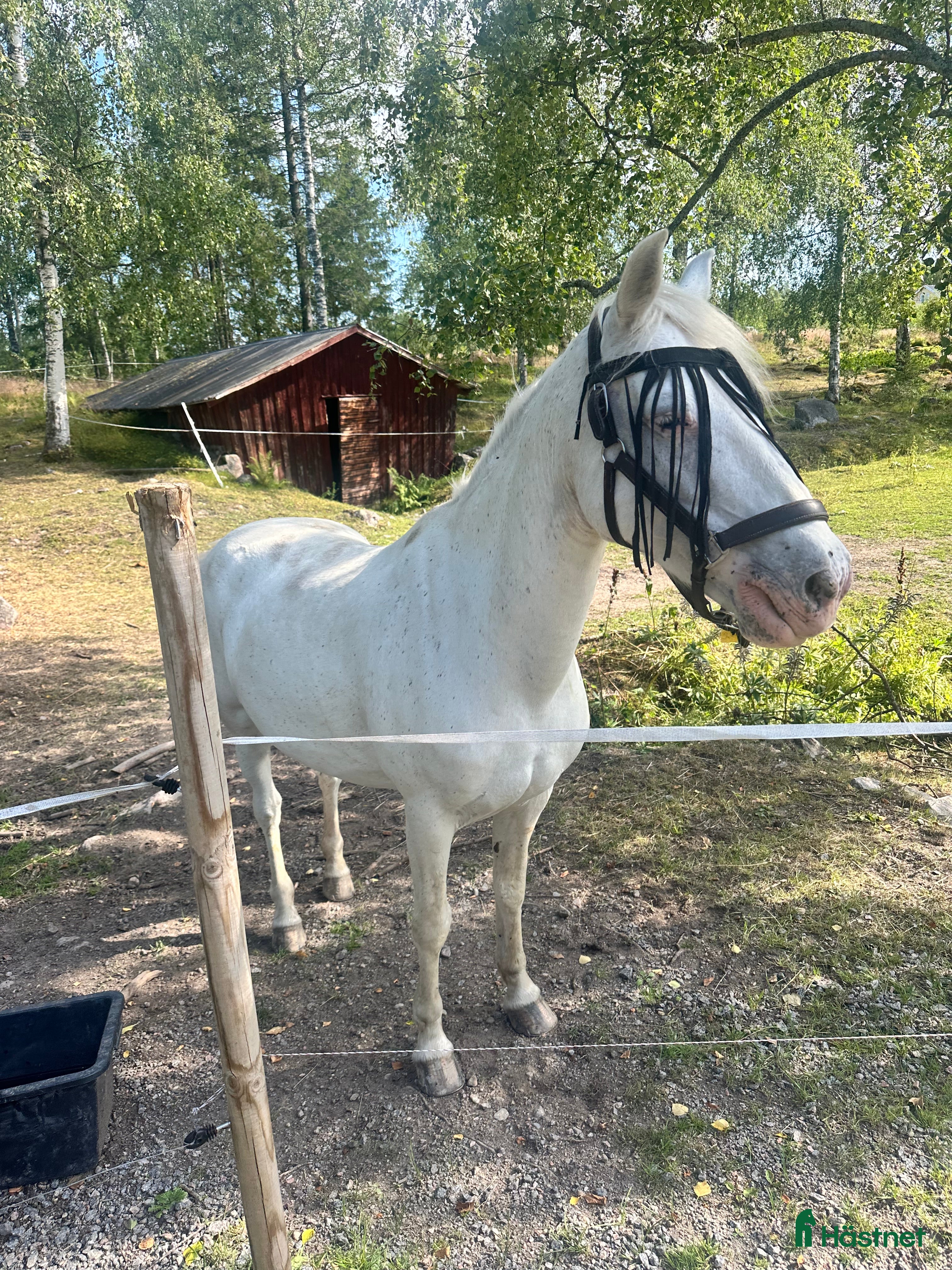  hästar 🌟Söker sin nya människa🌟 - Annons 18