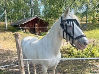 hästar 🌟Söker sin nya människa🌟 i Enånger - Annons 15