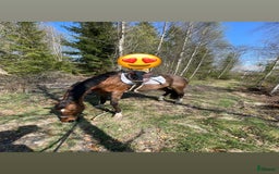 Sällskap hästar till salu: Prinsessan söker nytt hem i Glimåkra - Bild 2