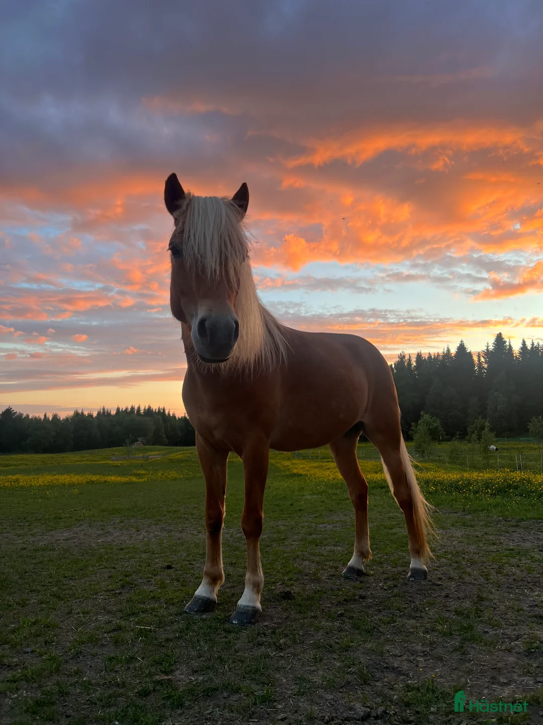 Allround hästar till salu: Sagosto tillsalu - Annons 4