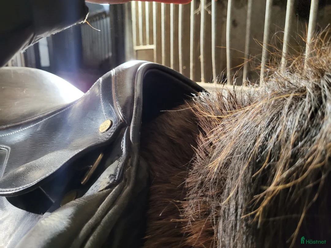 Sadlar hästutrustning till salu: Svart hoppsadel, Santa Cruz - Jean Luc i Höör - Annons 2