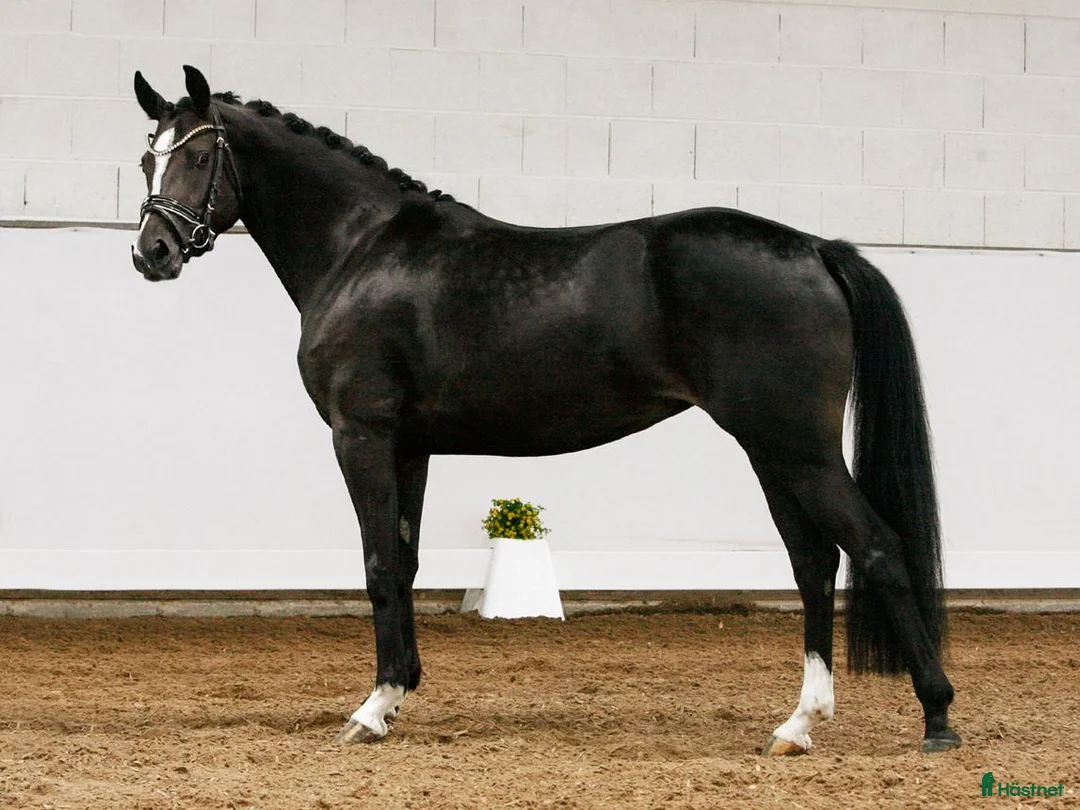 Dressyr hästar till salu: Fantastisk Dressyrponny i Simrishamn - Annons 2