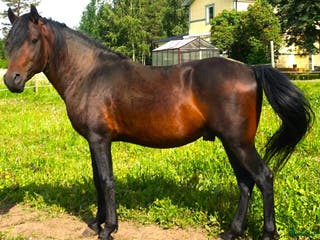 hästar Paso Finos en eller fler - Annons 13